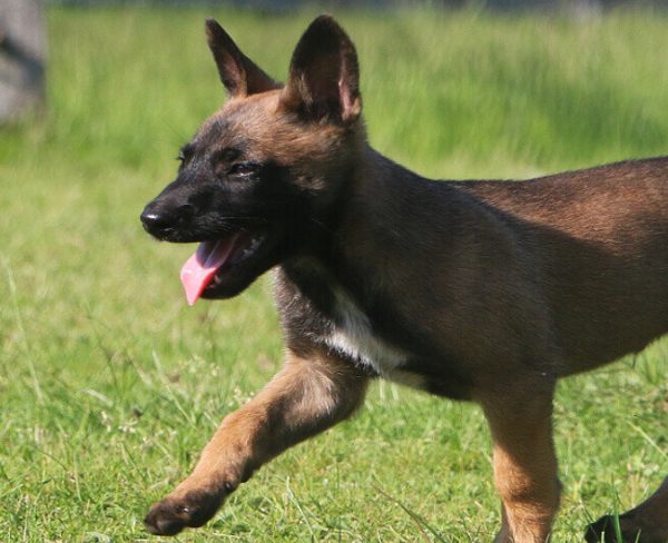 Animal gait analysis